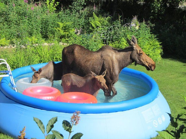 http://fridaymixtape.com/wp-content/uploads/2011/08/moose-pool.jpg